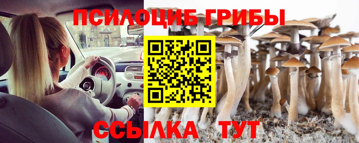 Псилоцибиновые грибы Cubensis Строитель